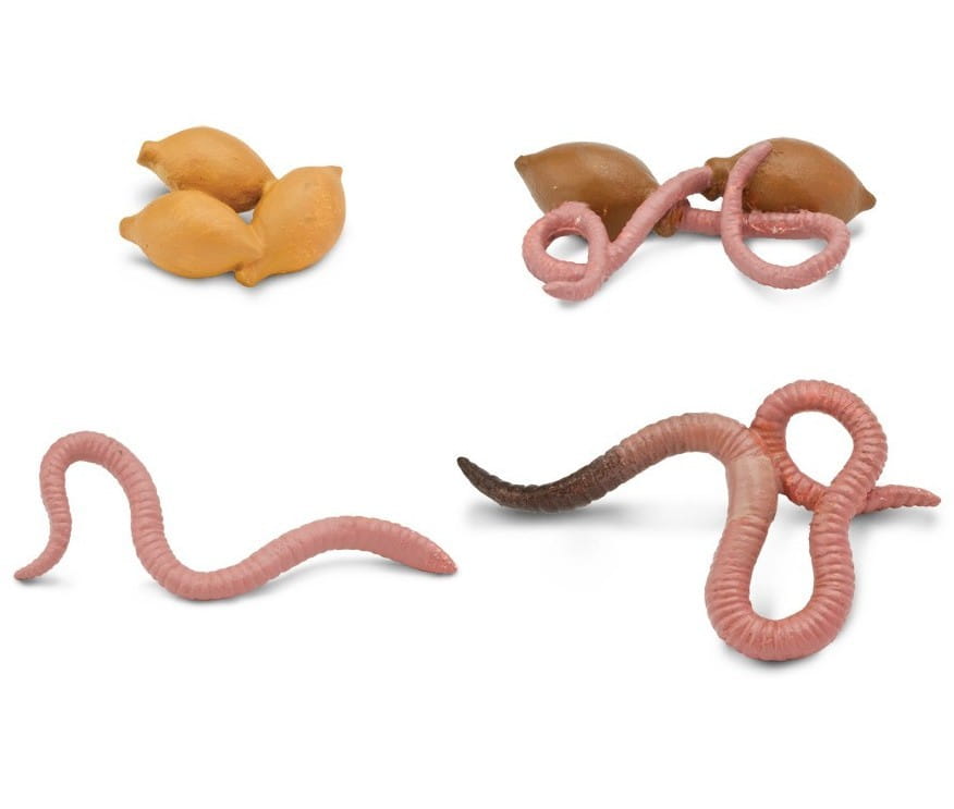 Набор SAFARI Жизненный цикл дождевого червя