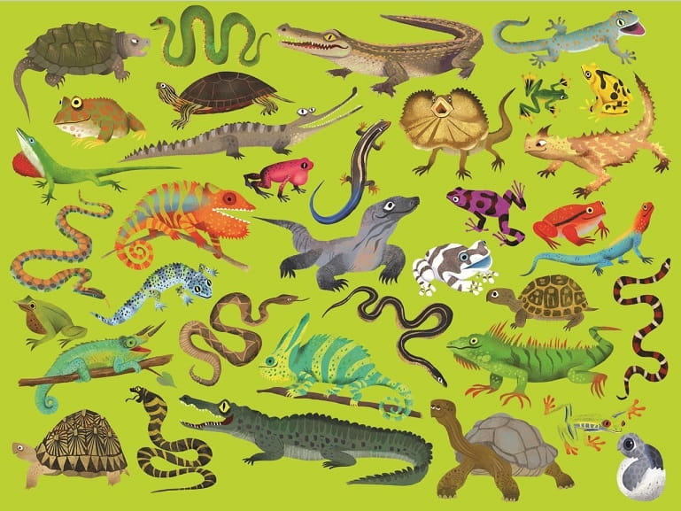 Пазл CROCODILE CREEK 36 животных - Рептилии и земноводные (300 деталей)