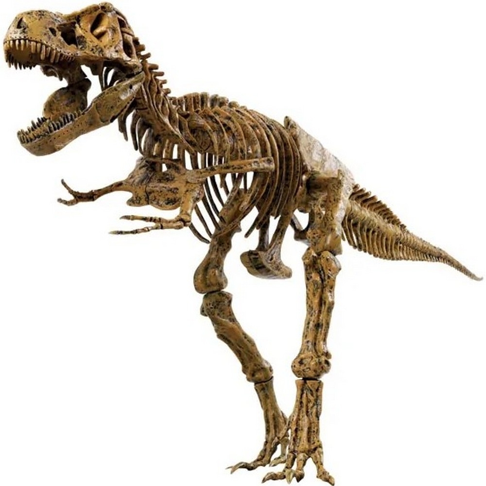Фото Скелет динозавра Edu-Toys 91 см