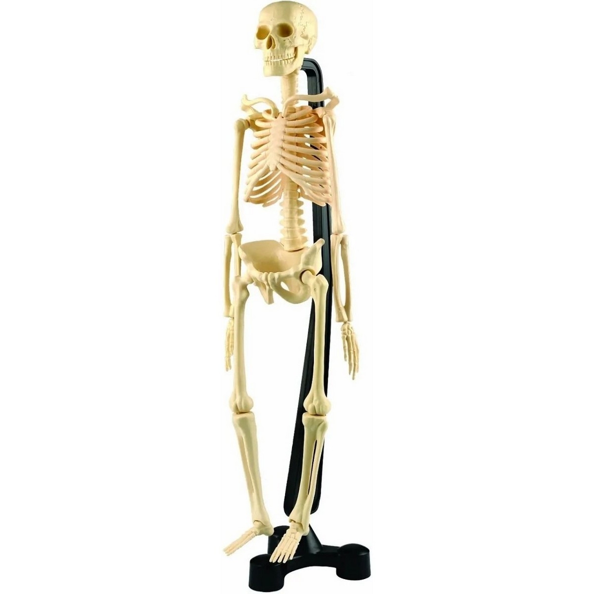 Фото Мини скелет Edu-Toys SK 046