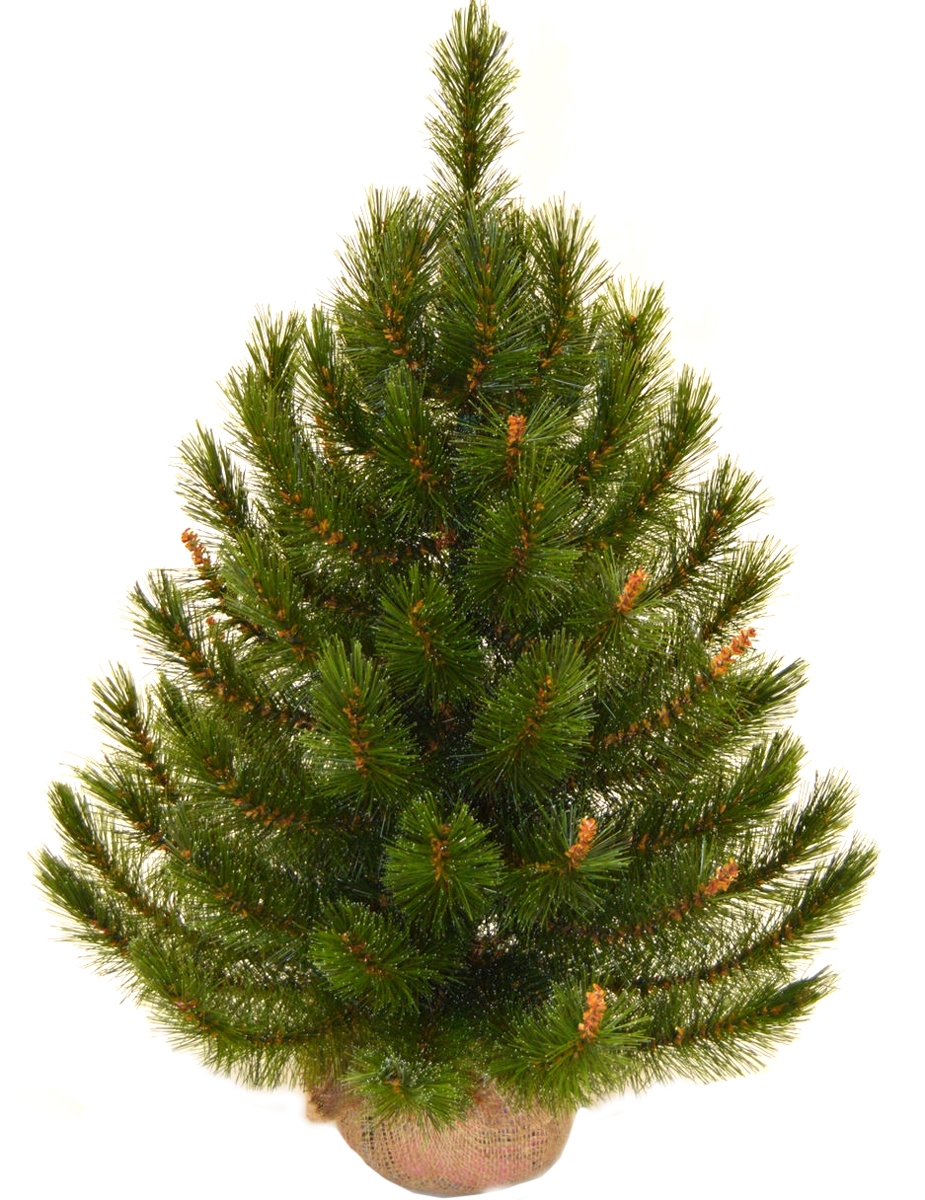 Фото Сосна в мешочке Triumph Tree Сказочная - 90 см