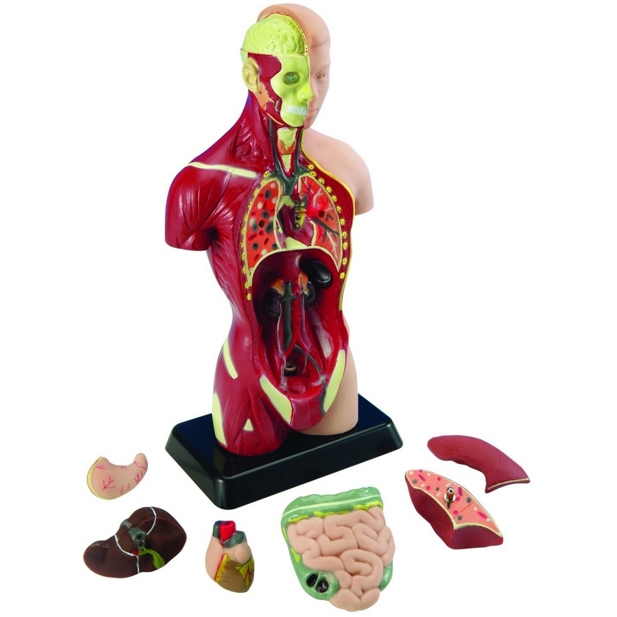 Фото Анатомический набор Edu-Toys Тело и органы - 27 см