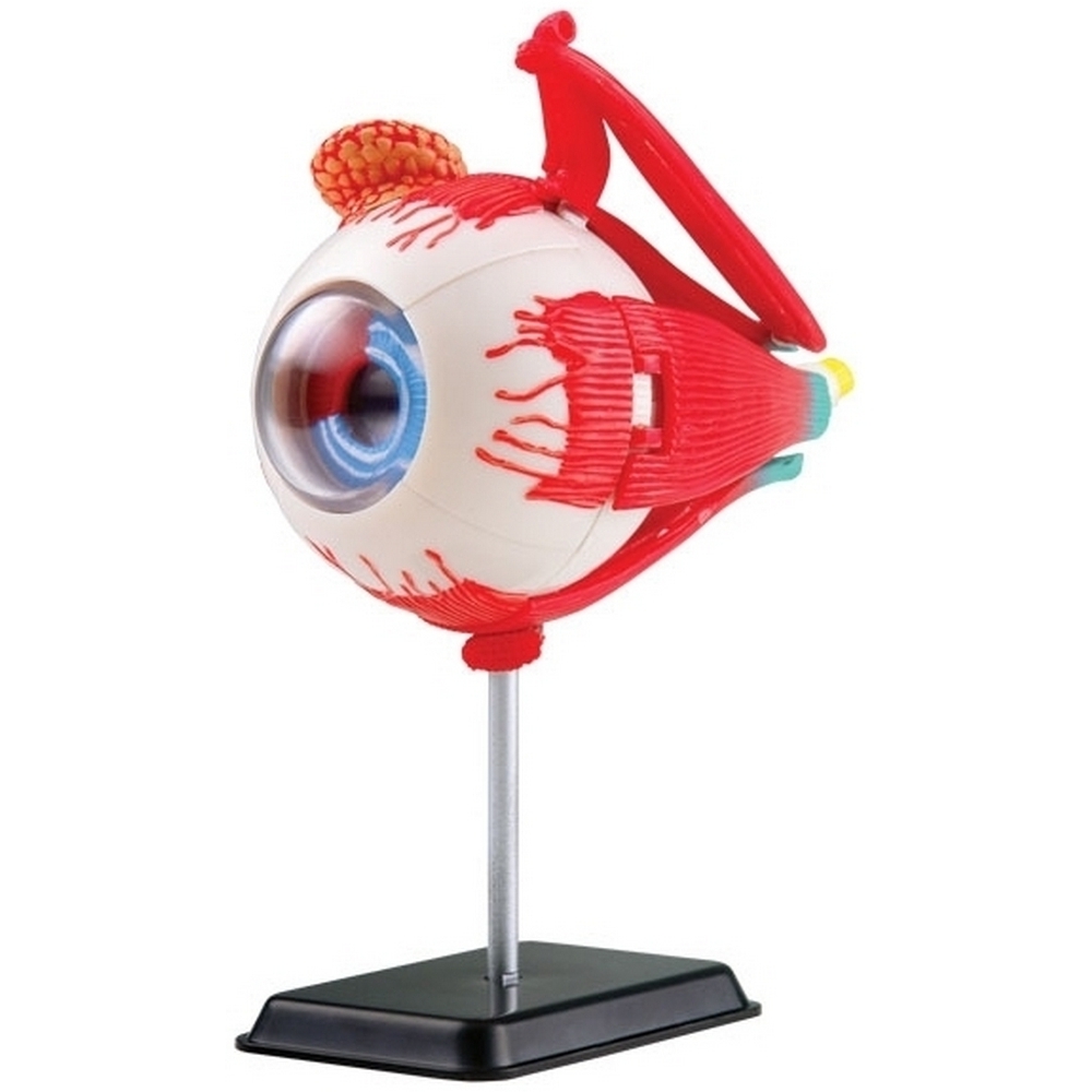 Фото Анатомический набор Edu-Toys Глаз