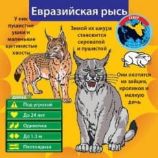дополнительные фото