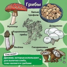 дополнительные фото